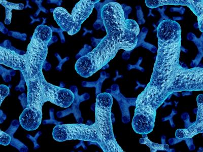Bifidobacteria illustration