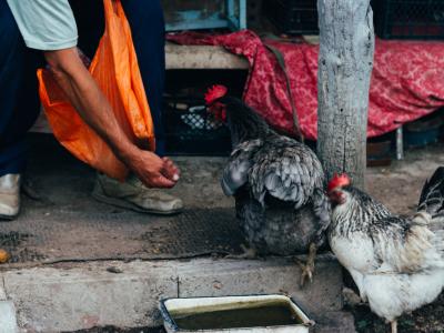 man feeding chicken