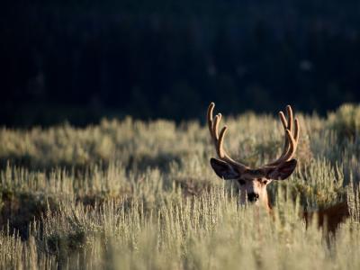 mule deer buck