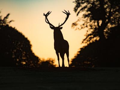 Deer in silhouette