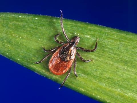 Tick that spreads Lyme disease