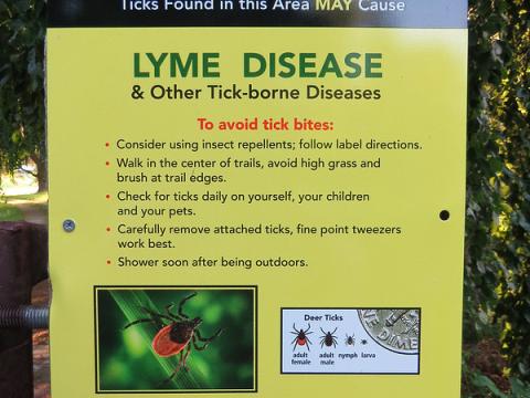 lyme disease