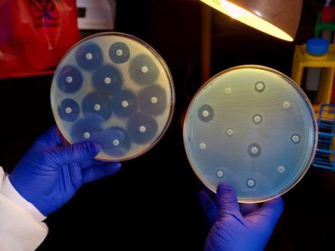 Carbapenem-resistant Enterobacterales