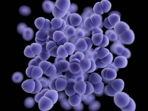 Vancomycin-resistant Enterococcus