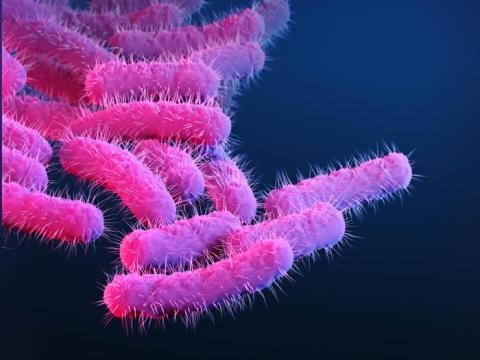 Shigella bacteria