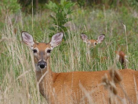 white tail deer