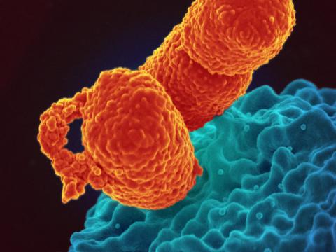 Klebsiella pneumoniae bacteria