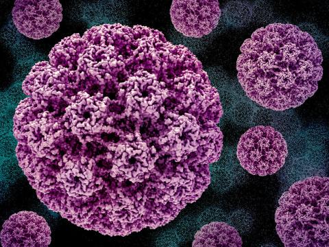 HPV pic