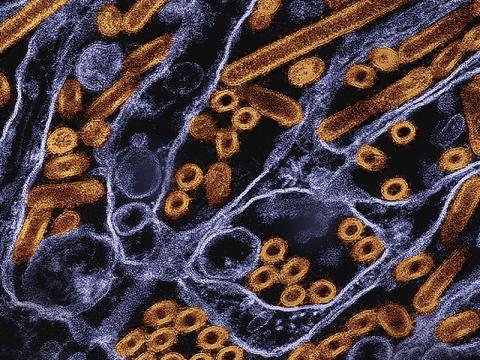 H5N1 virus