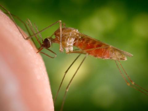 mosquito