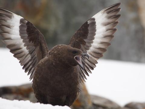 Antarctic skua