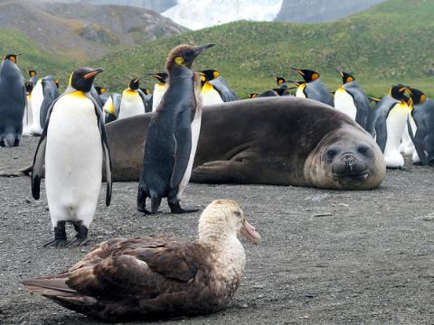 Antarctica animals