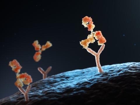 antibodies binding to cell receptors