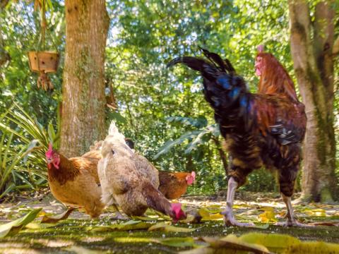 Backyard chickens and rooster