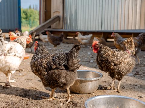 Backyard chickens