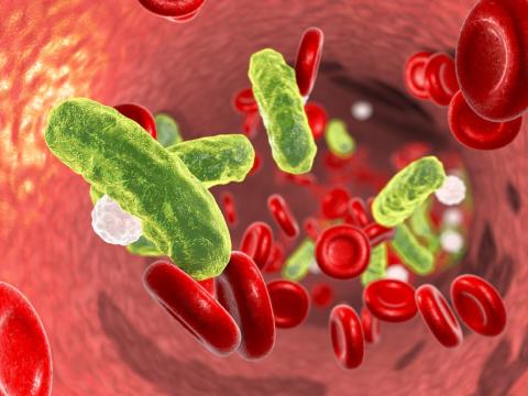 Bacteria in blood