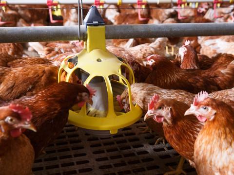 Chickens at a feeder