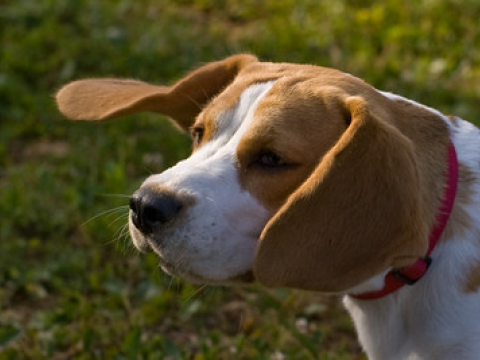 Beagle