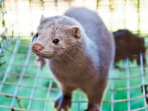 Mink in a cage on fur farm