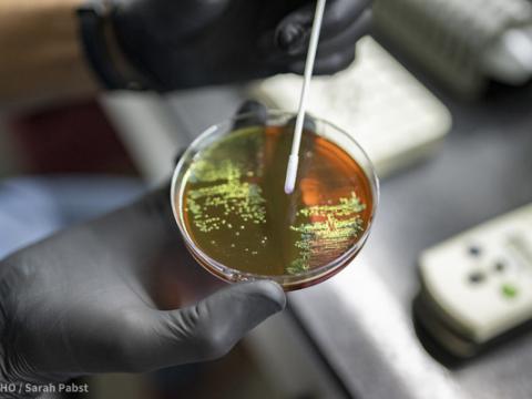 Bacteria growing in petri dish