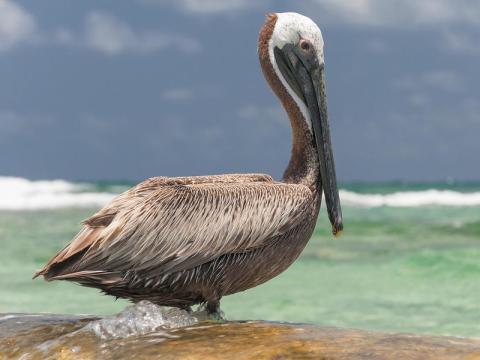 Brown pelican