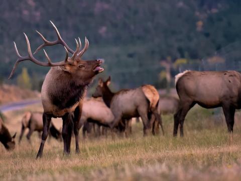 Bull elk bugling