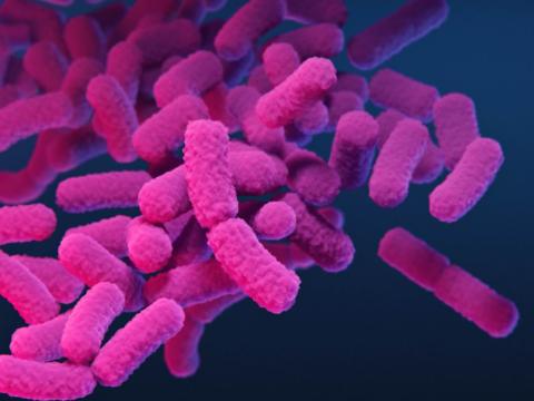Carbapenem-resistant Enterobacterales