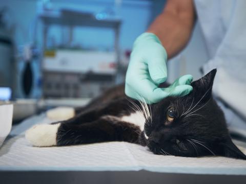 Cat exam table