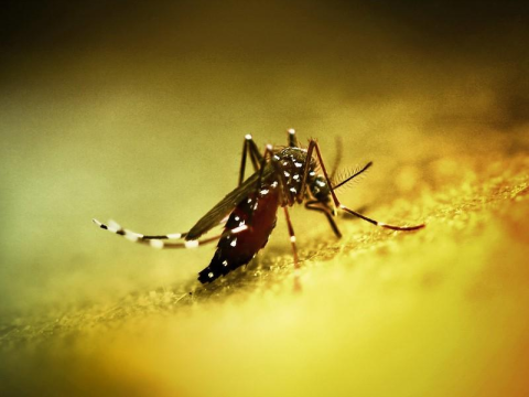 Chikungunya mosquito