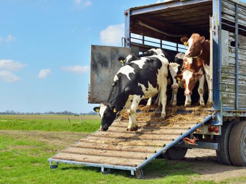 Cows exiting truck