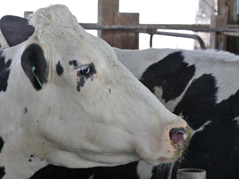 Dairy cow