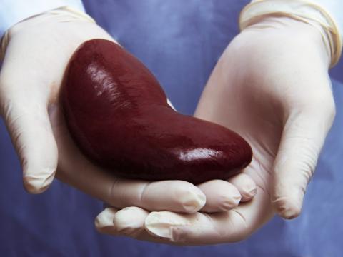 kidney