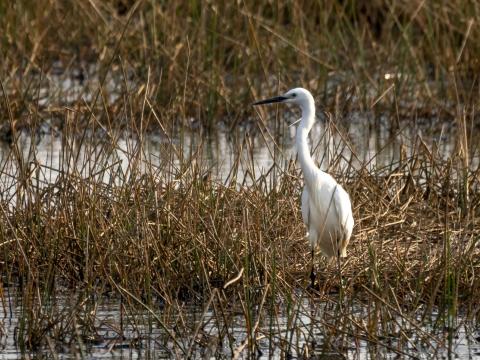 Egret in wetland
