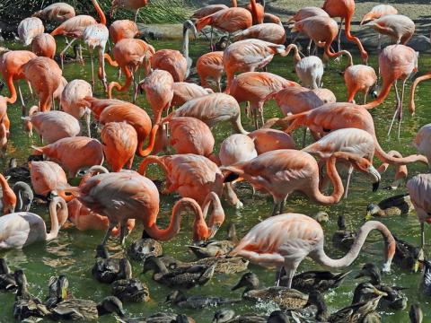 Flamingoes and waterfowl