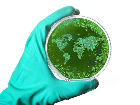 Globe in petri dish
