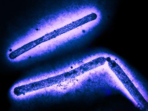 H5N1 virus particles