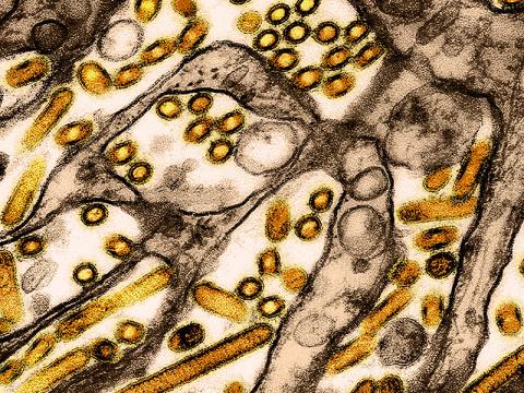 H5N1 brown gold