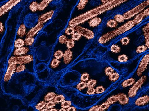 H5N1 pink blue