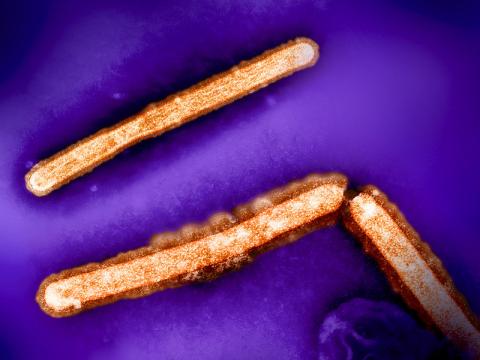 H5N1 virus