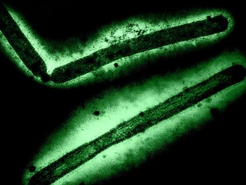 avian flu virus