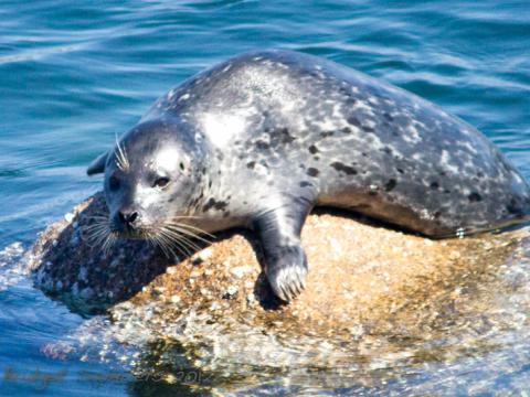 Harbor seal