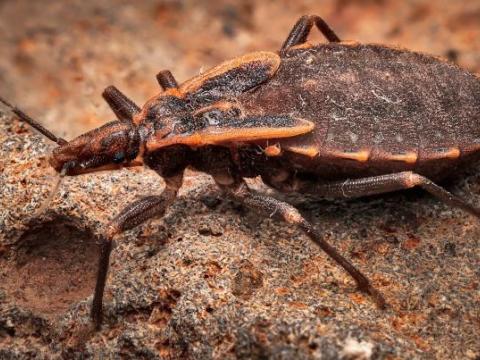 Kissing bug