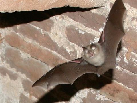 Lesser horseshoe bat