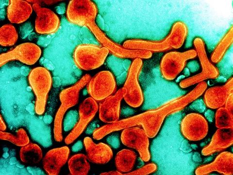 Marburg virus particles