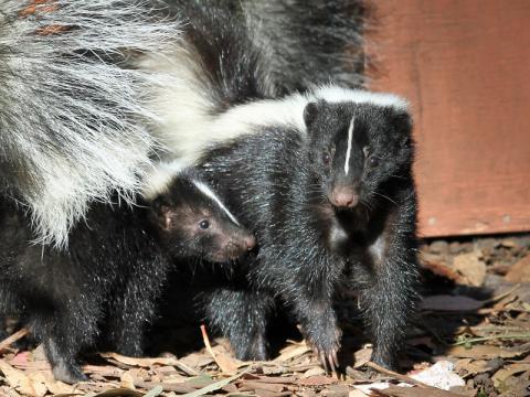 Pair of skunks