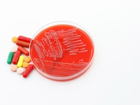 antibiotics and bacteria in petri dish