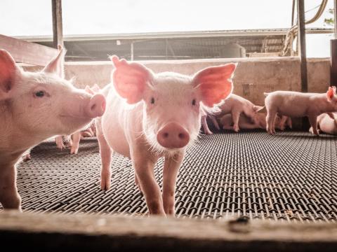 Pigs in barn