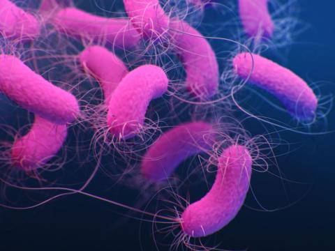 Pseudomonas aeruginosa bacteria