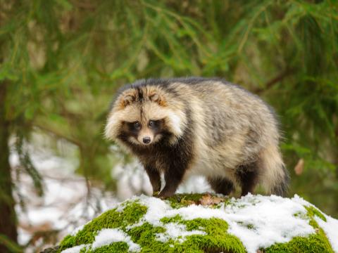 Raccoon dog
