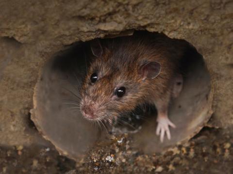 Sewer rat